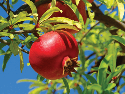 pomegranate