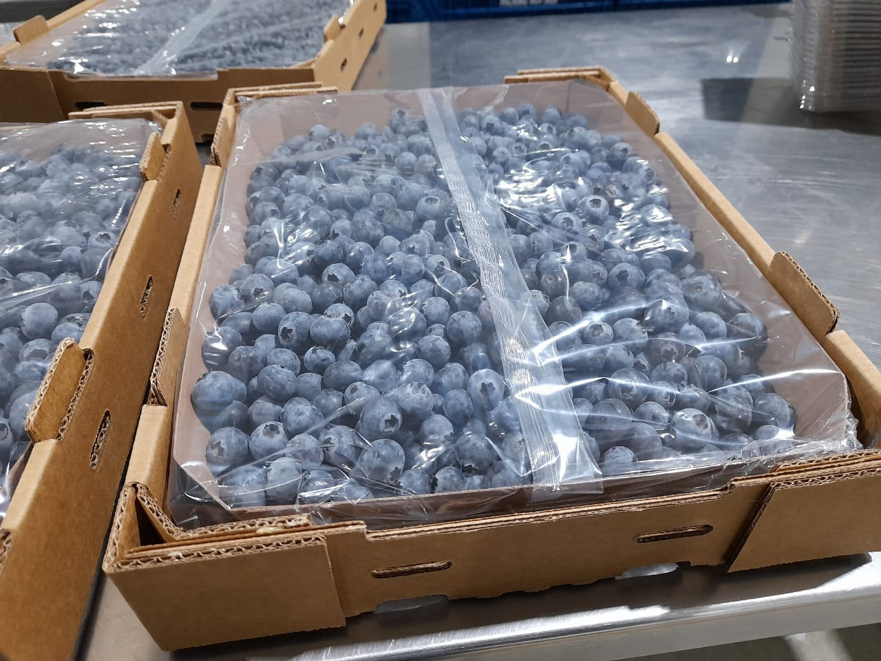 Xflow film a patented cost-saving flowpack solution for blueberries bulk packaging