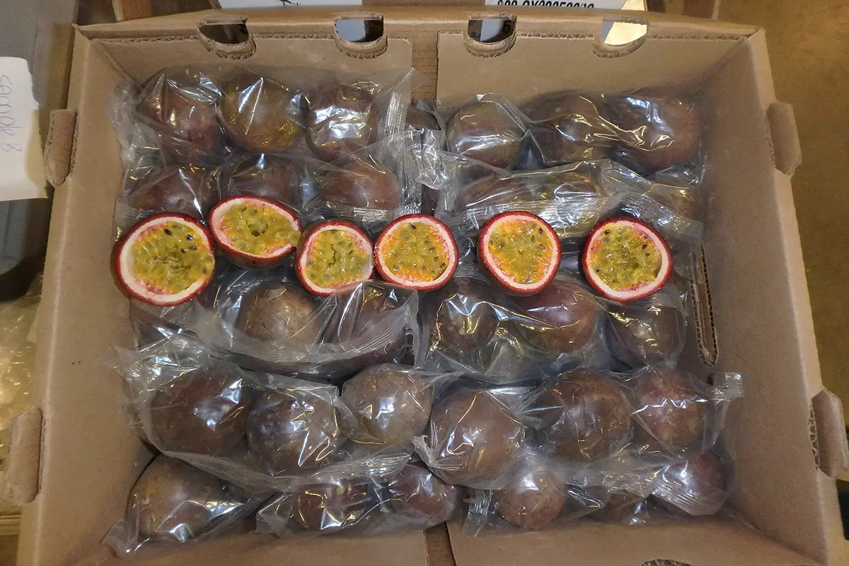 Xgo Flow Pack Passion Fruit