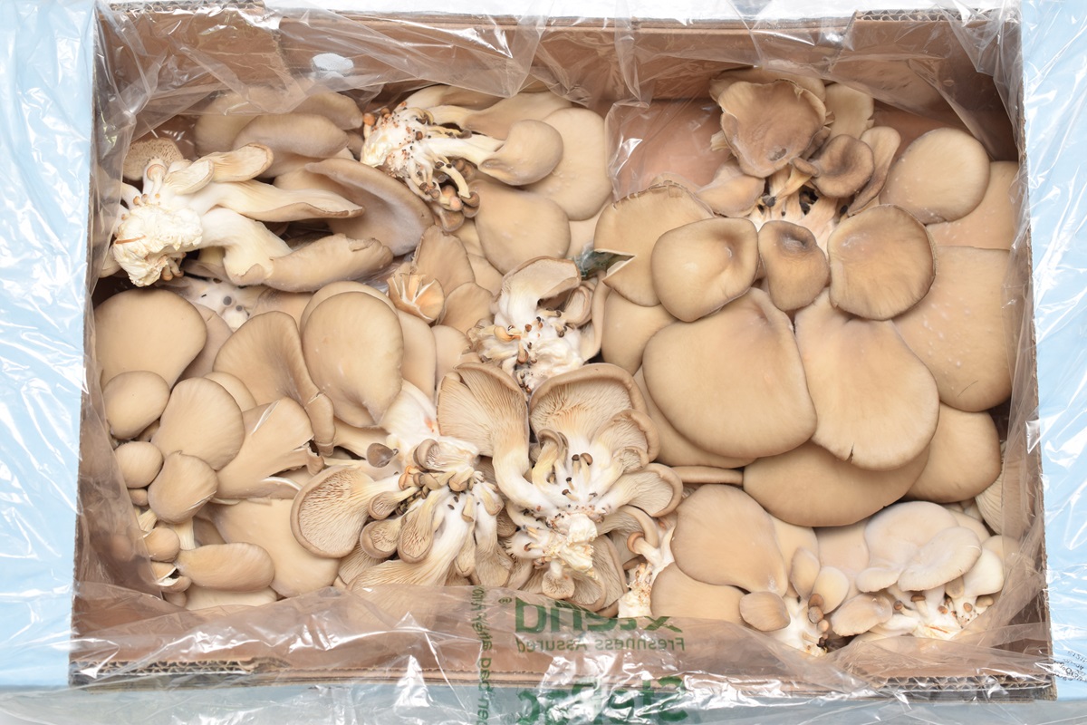Xtend Exotic Mushroom StePacPPC