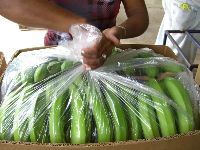 packaging bananas