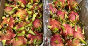 StePacPPC’s Advanced Packaging Extends Global Access of Dragon Fruit