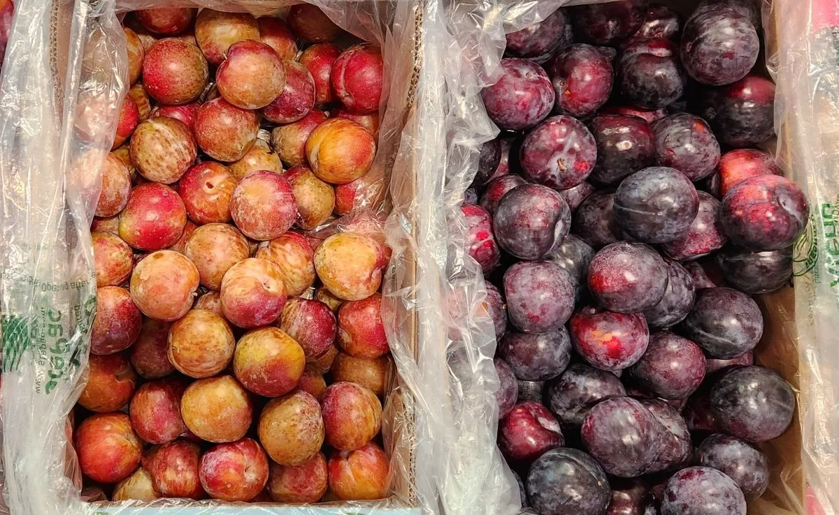 Xtend Stone Fruits packaging opened